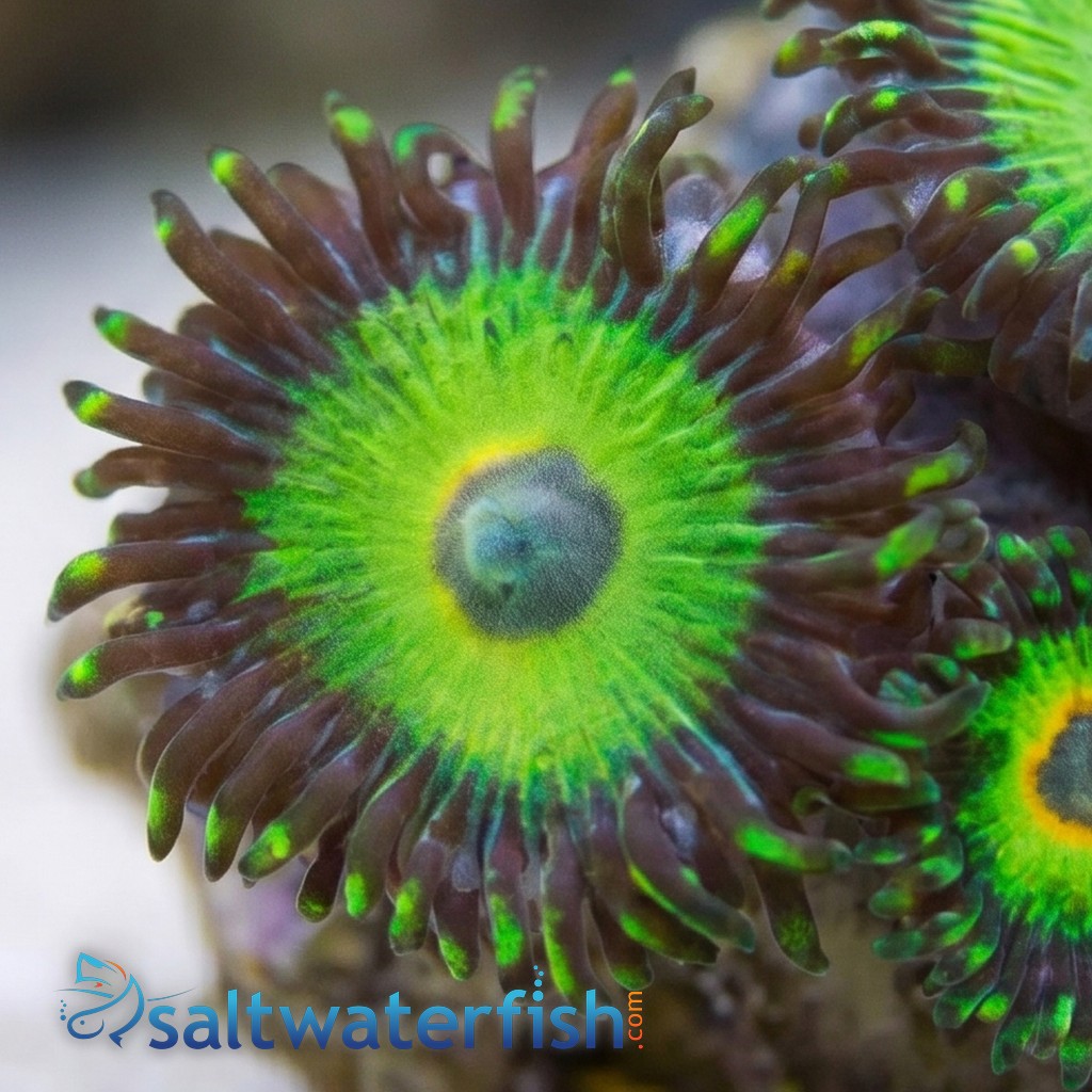 Zoanthid Island Time - Aquacultured