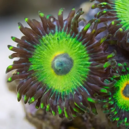 Zoanthid Island Time - Aquacultured
