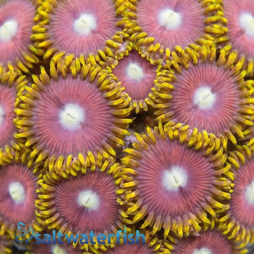 Zoanthid Crown Royal - Aquacultured