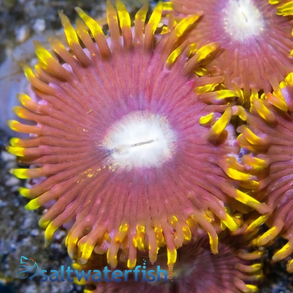 Zoanthid Crown Royal - Aquacultured