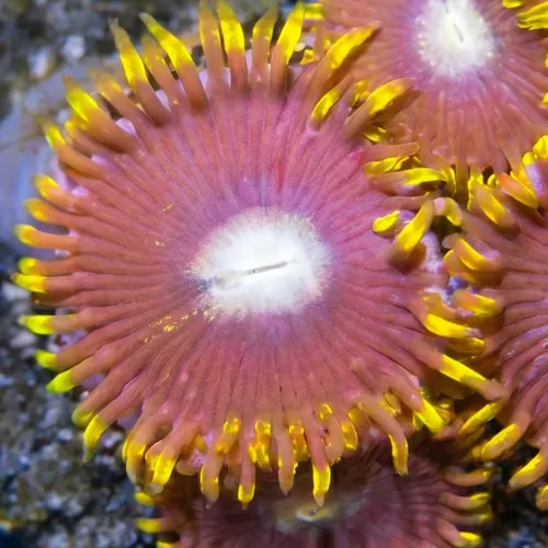 Zoanthid Crown Royal - Aquacultured