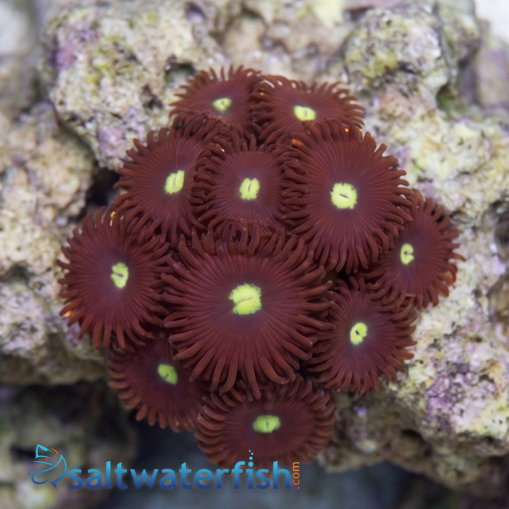 Zoanthid TicTac - Aquacultured