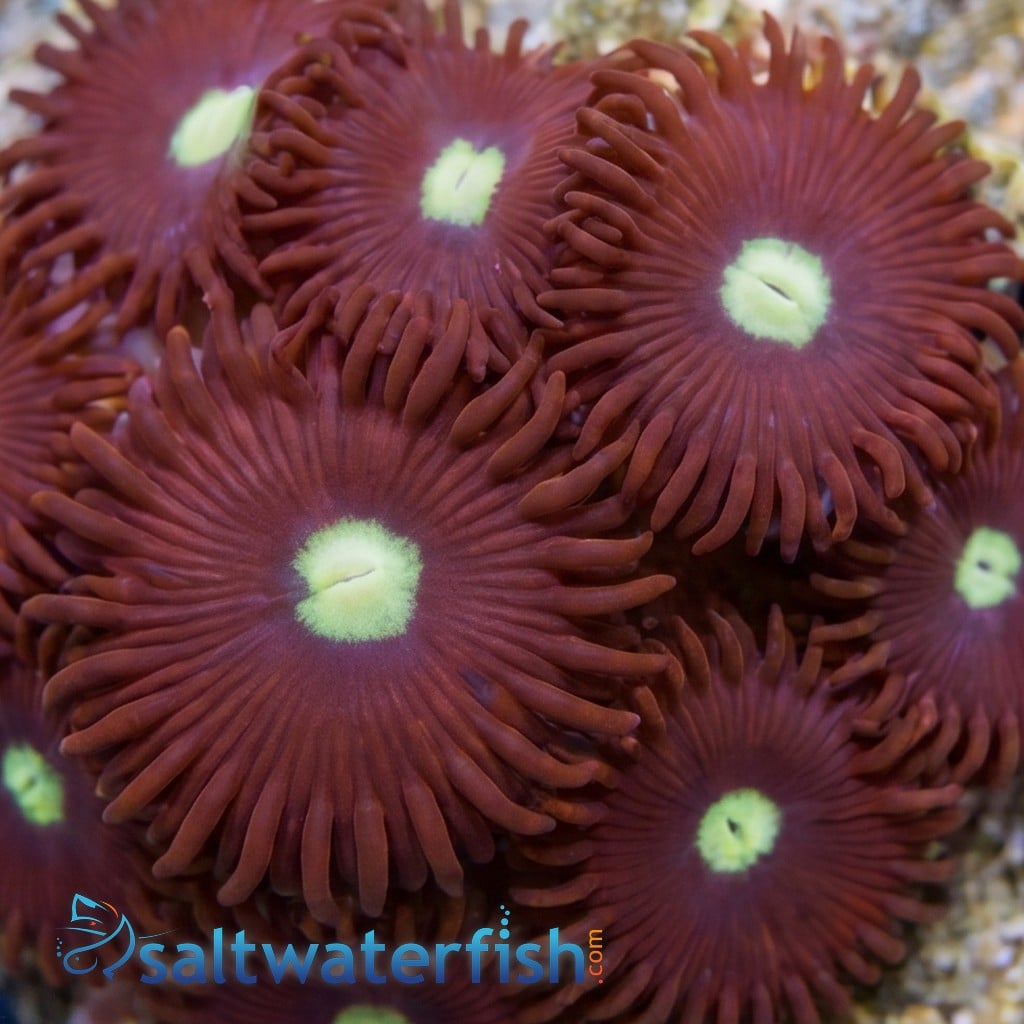 Zoanthid TicTac - Aquacultured