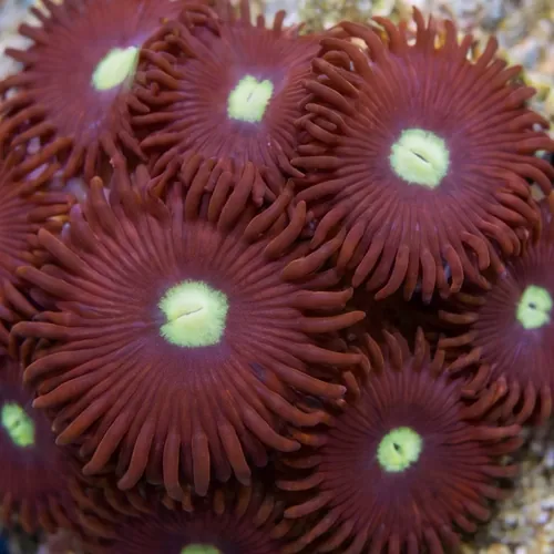 Zoanthid TicTac - Aquacultured