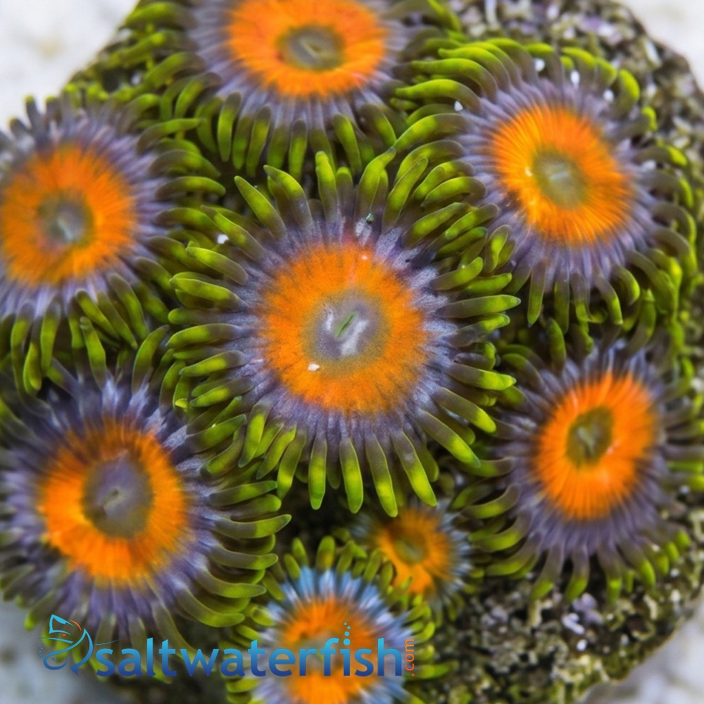 Zoanthid Jungle Juice - Aquacultured