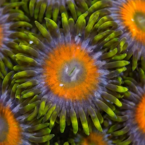 Zoanthid Jungle Juice - Aquacultured