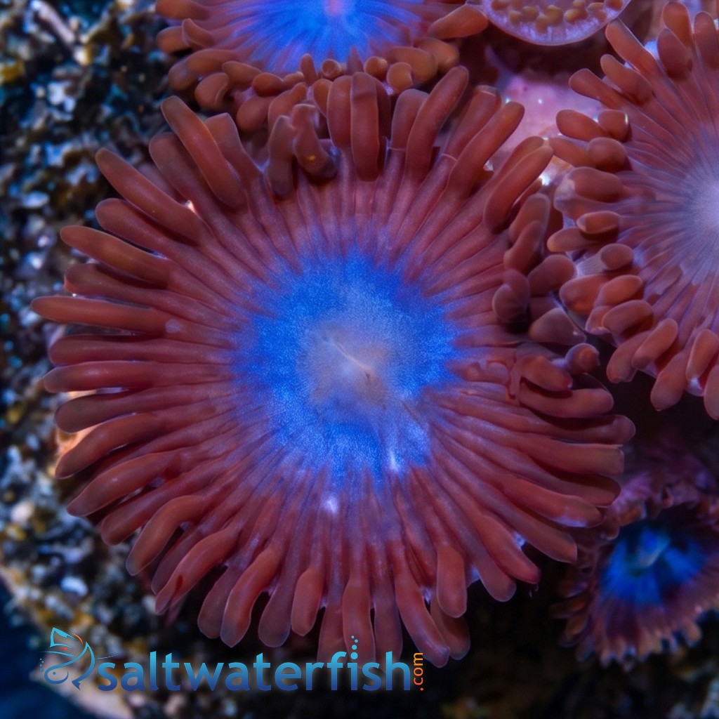 Zoanthid Tubbs Blue - Aquacultured