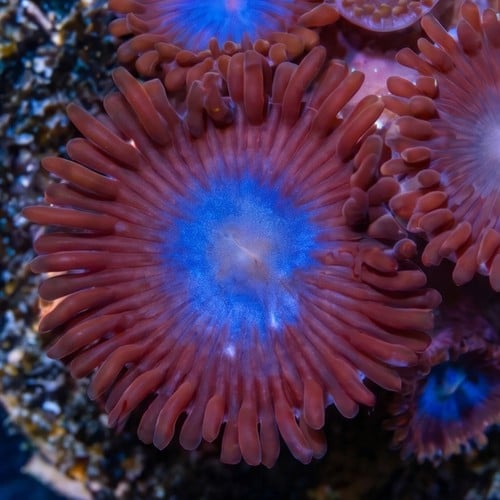 Zoanthid Tubbs Blue - Aquacultured