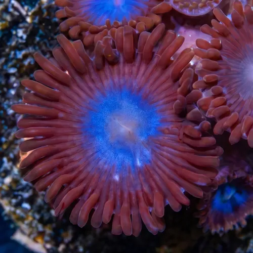 Zoanthid Tubbs Blue - Aquacultured