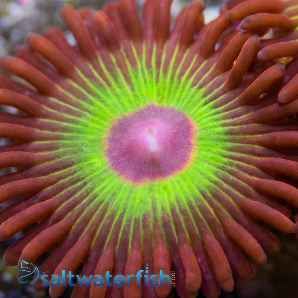 Zoanthid Bob Marley - Aquacultured