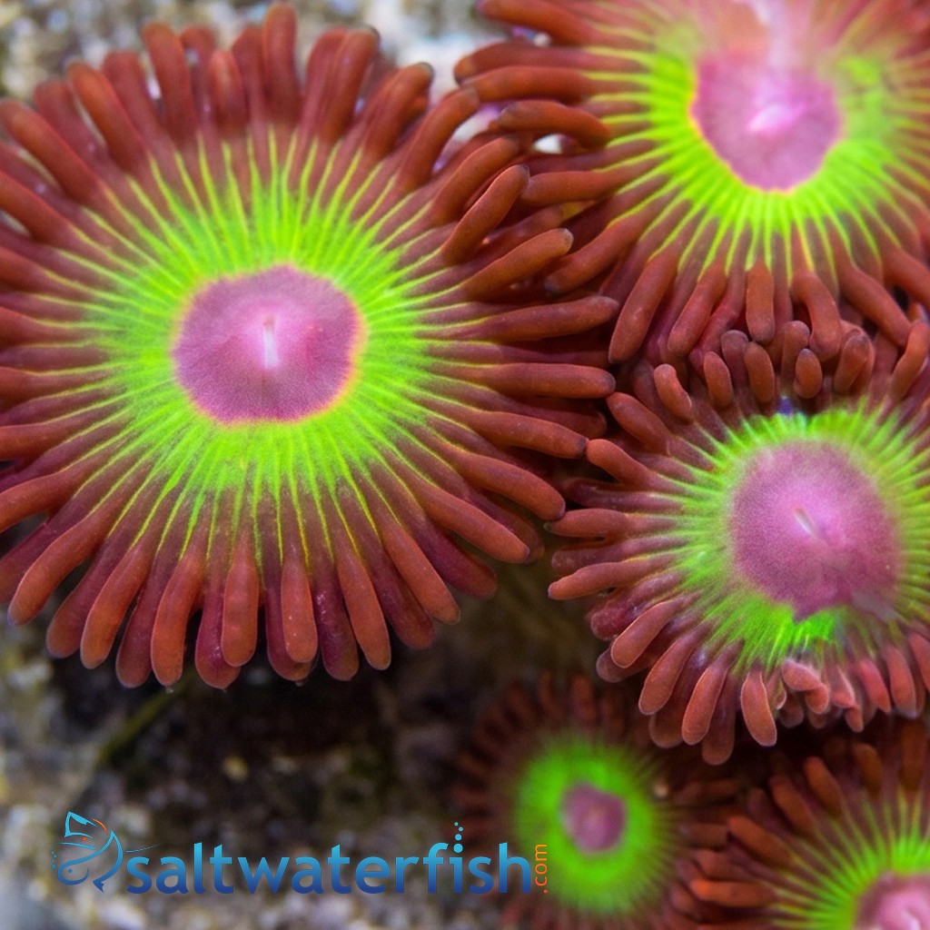 Zoanthid Bob Marley - Aquacultured