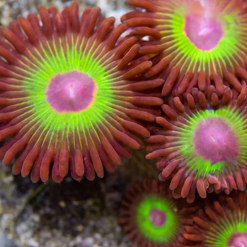 Zoanthid Bob Marley - Aquacultured