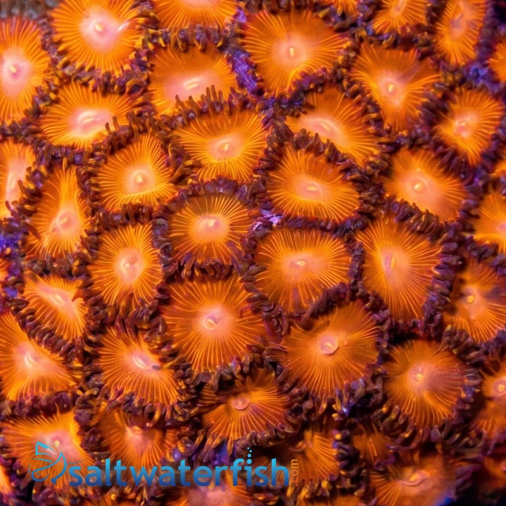 Zoanthid Red Hot - Aquacultured