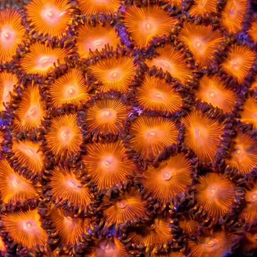 Zoanthid Red Hot - Aquacultured
