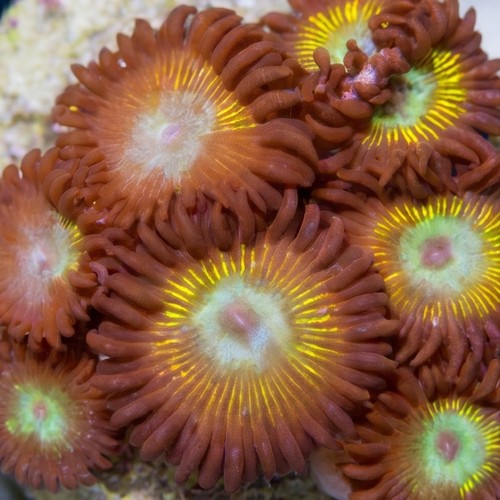 Zoanthid Saltwater Taffy - Aquacultured