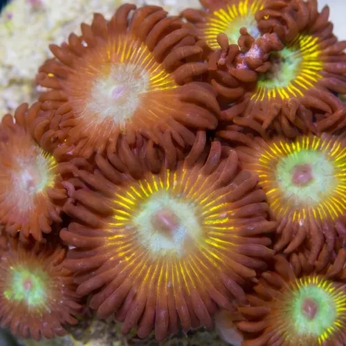 Zoanthid Saltwater Taffy - Aquacultured