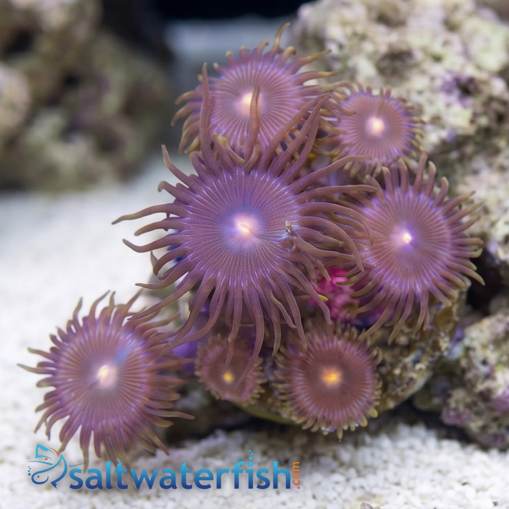 Zoanthid Hairy Gorilla Nipple- Aquacultured