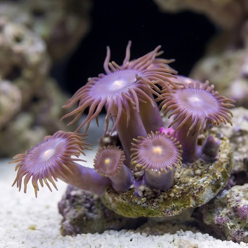 Zoanthid Hairy Gorilla Nipple- Aquacultured