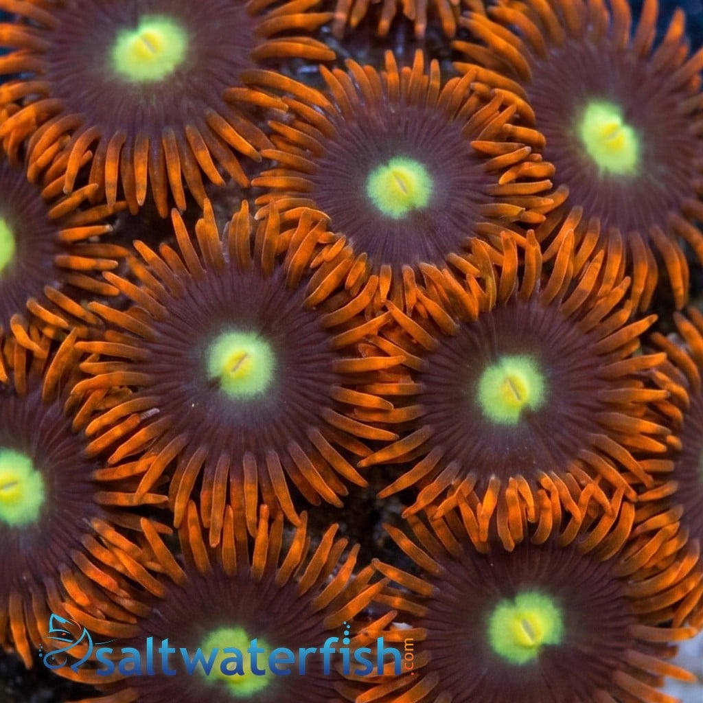 Zoanthid Wildfire - Aquacultured