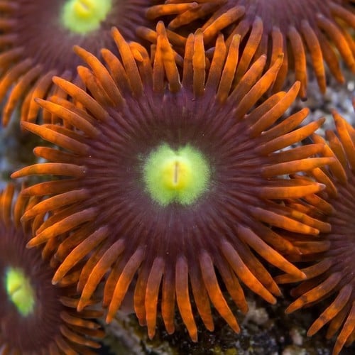 Zoanthid Wildfire - Aquacultured