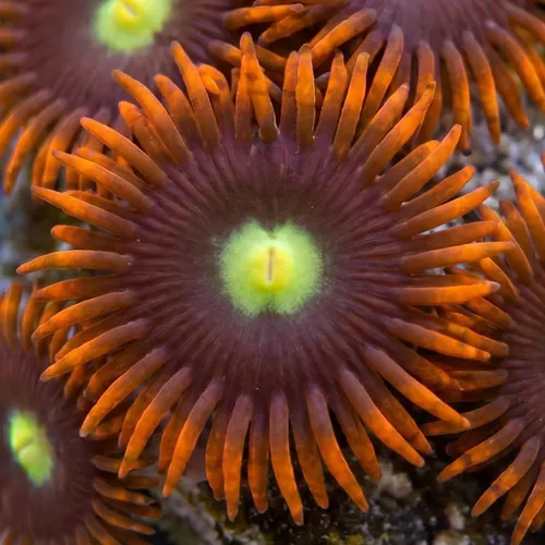 Zoanthid Wildfire - Aquacultured