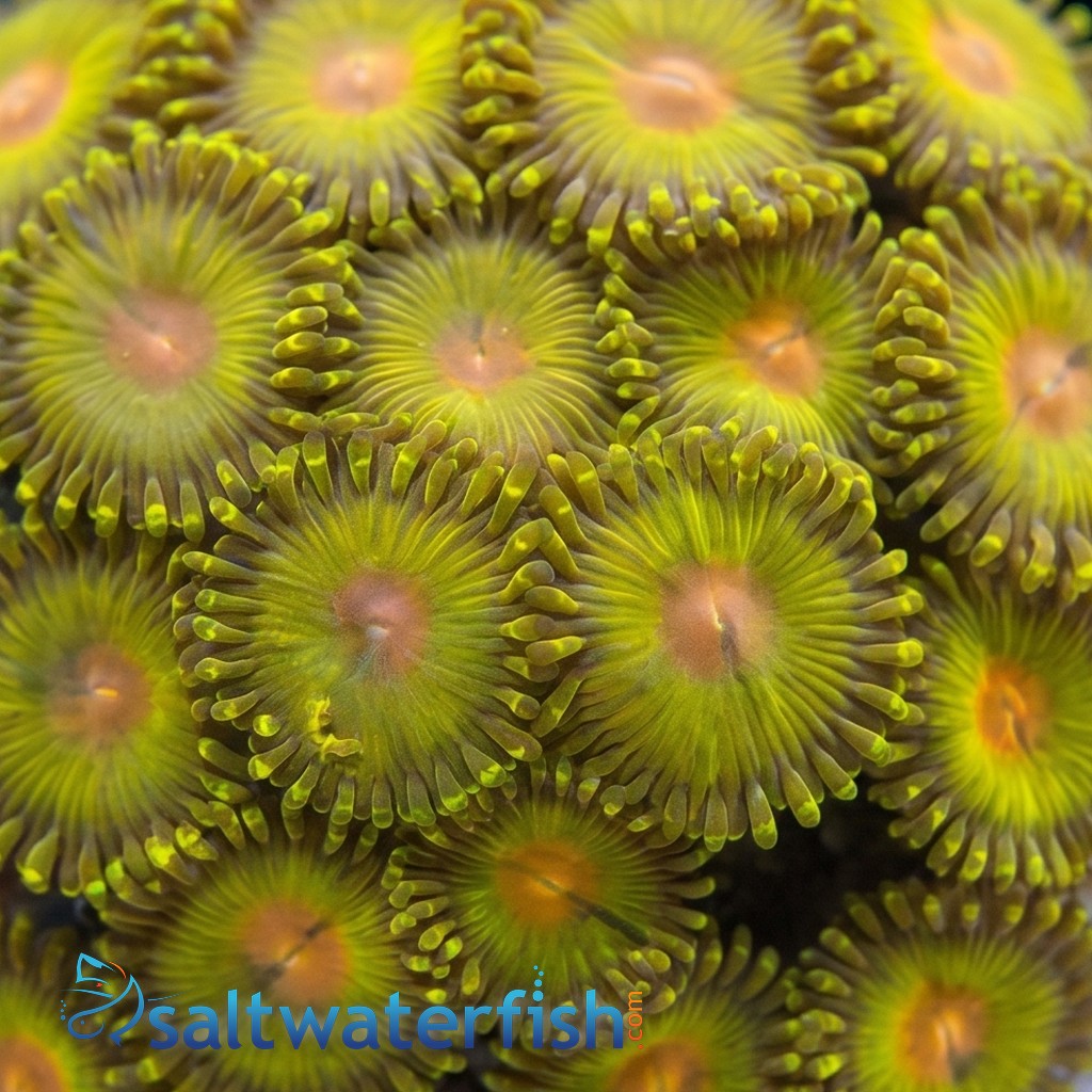 Zoanthid Golden Gods - Aquacultured