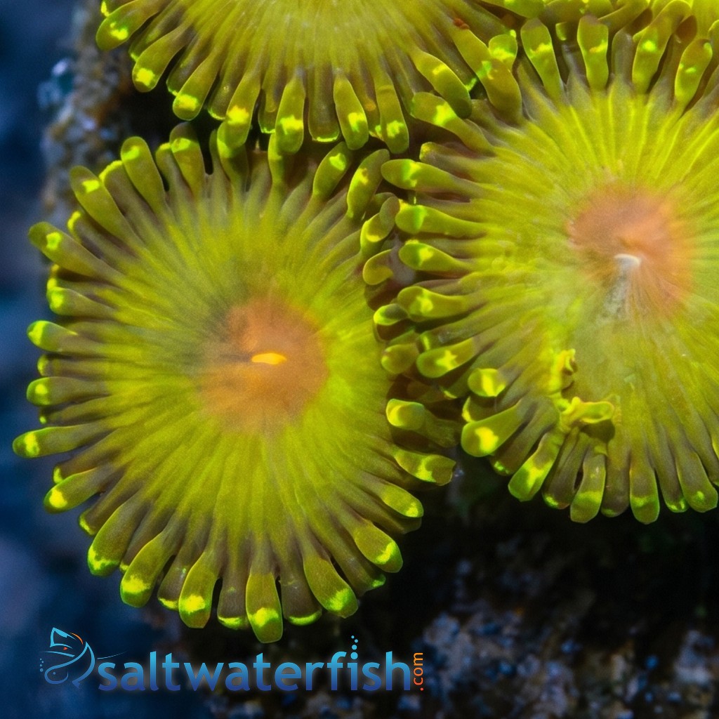 Zoanthid Golden Gods - Aquacultured