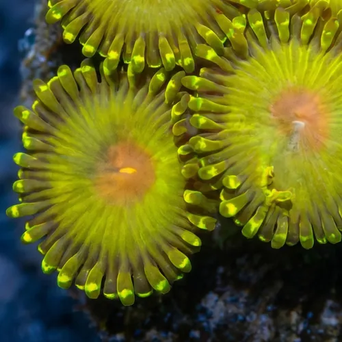 Zoanthid Golden Gods - Aquacultured