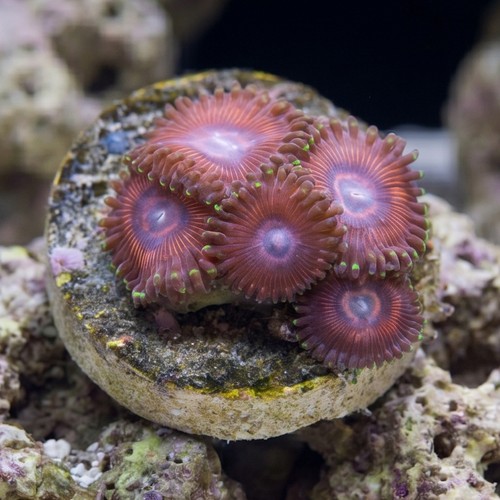 Zoanthid Space Queen - Aquacultured