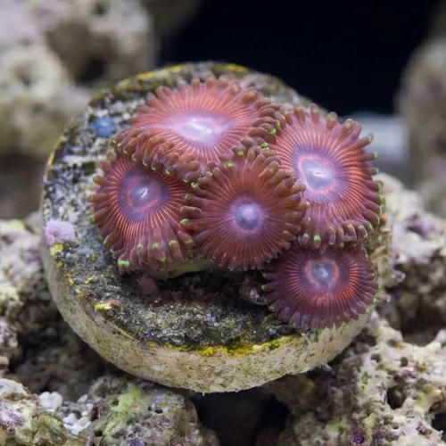 Zoanthid Space Queen - Aquacultured