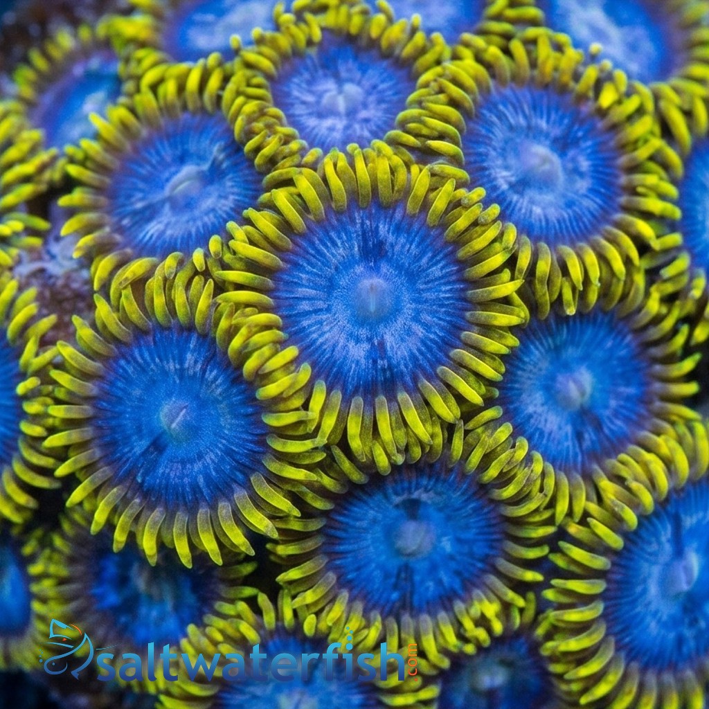 Zoanthid Blue Angel - Aquacultured