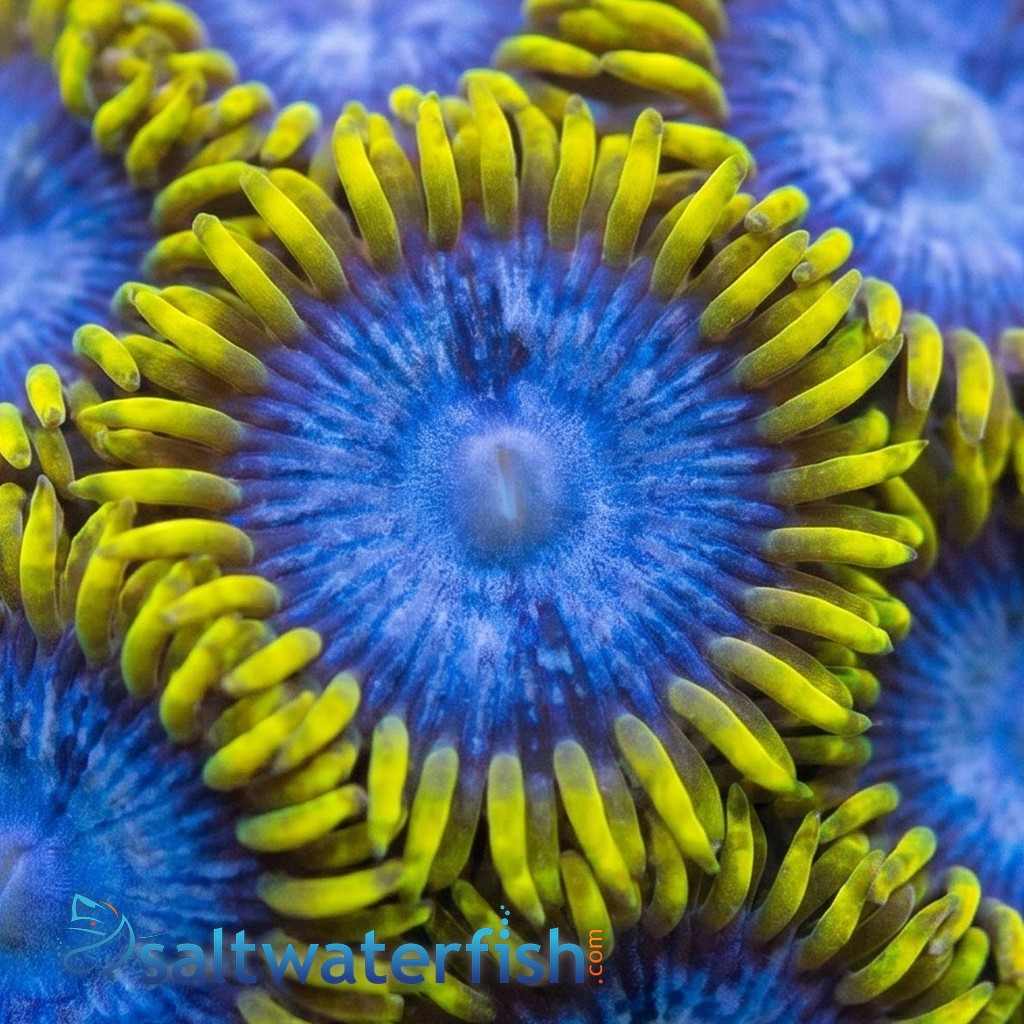Zoanthid Blue Angel - Aquacultured