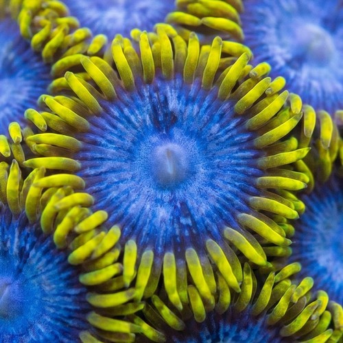 Zoanthid Blue Angel - Aquacultured