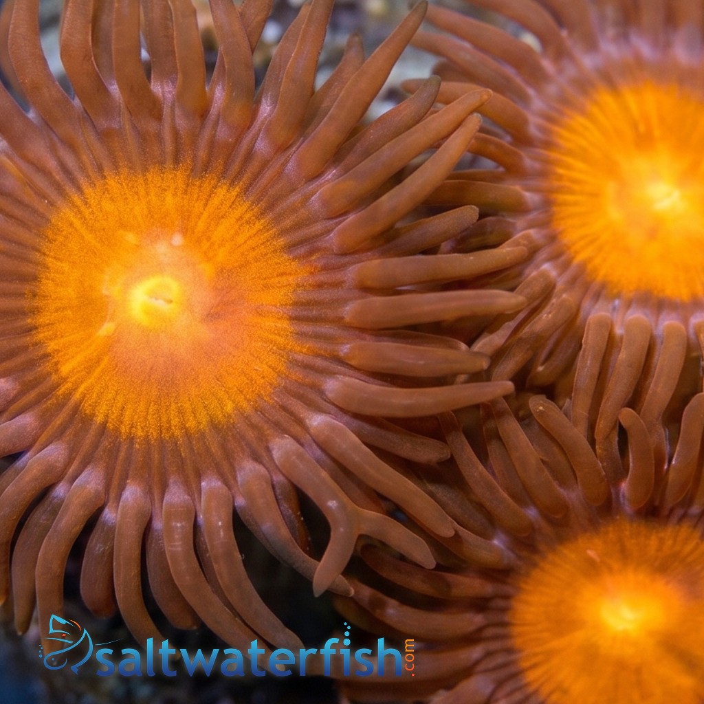 Zoanthid Burning Man - Aquacultured