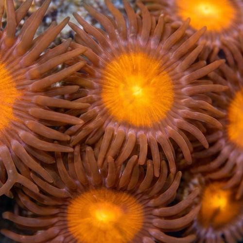 Zoanthid Burning Man - Aquacultured