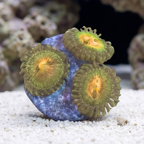 Zoanthid Goldeneye - Aquacultured