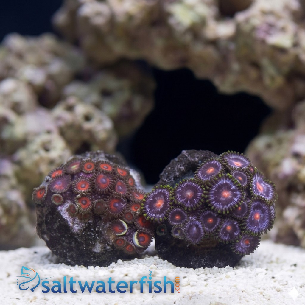 Zoanthid: Fire and Ice - Aquacultured