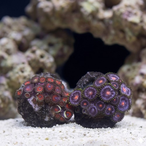 Zoanthid: Fire and Ice - Aquacultured