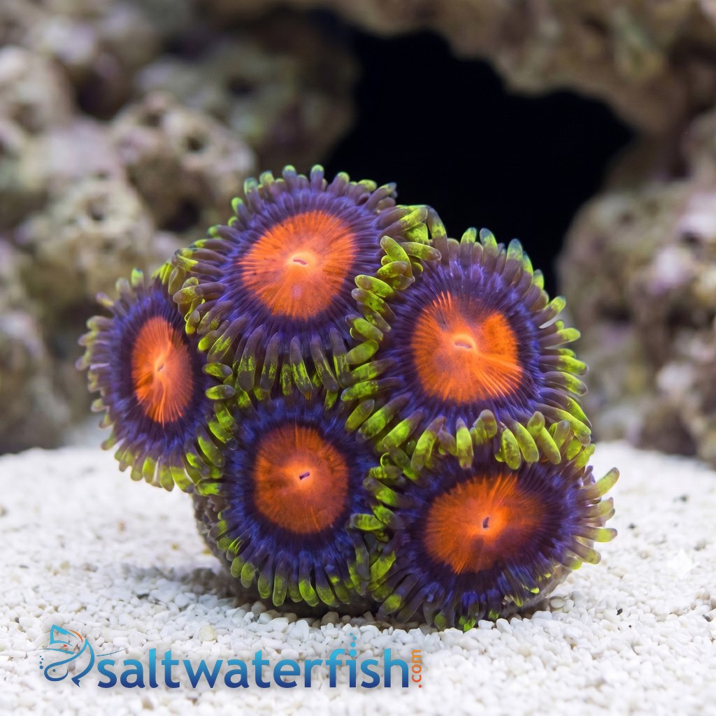 Zoanthid : Rising Sun - Aquacultured