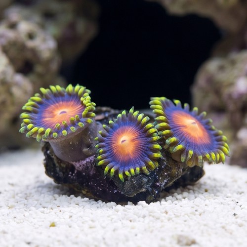 Zoanthid : Rising Sun - Aquacultured