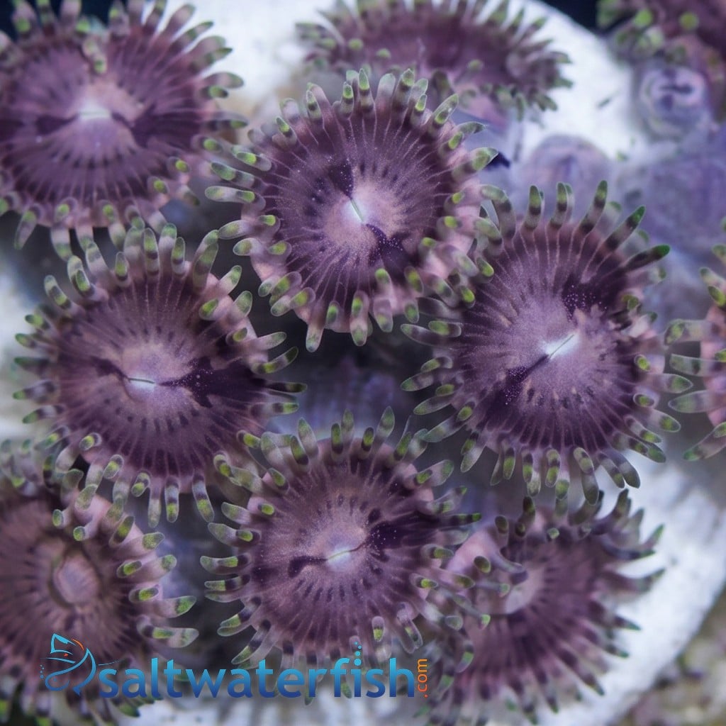 Zoanthid Space Monsters