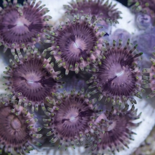 Zoanthid Space Monsters