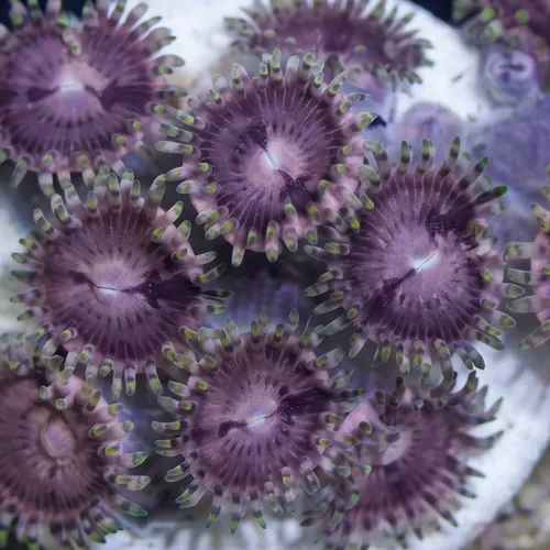 Zoanthid Space Monsters