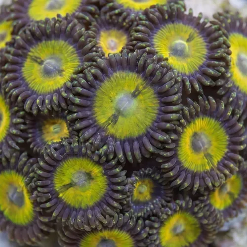 Zoanthid Funny D