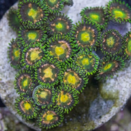 Zoanthid Color Mix - Aquacultured