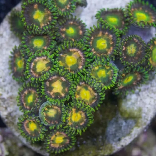 Zoanthid Color Mix - Aquacultured
