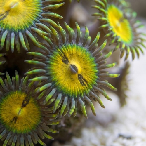 Zoanthid Butt Munchers