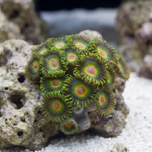 Zoanthid Rasta