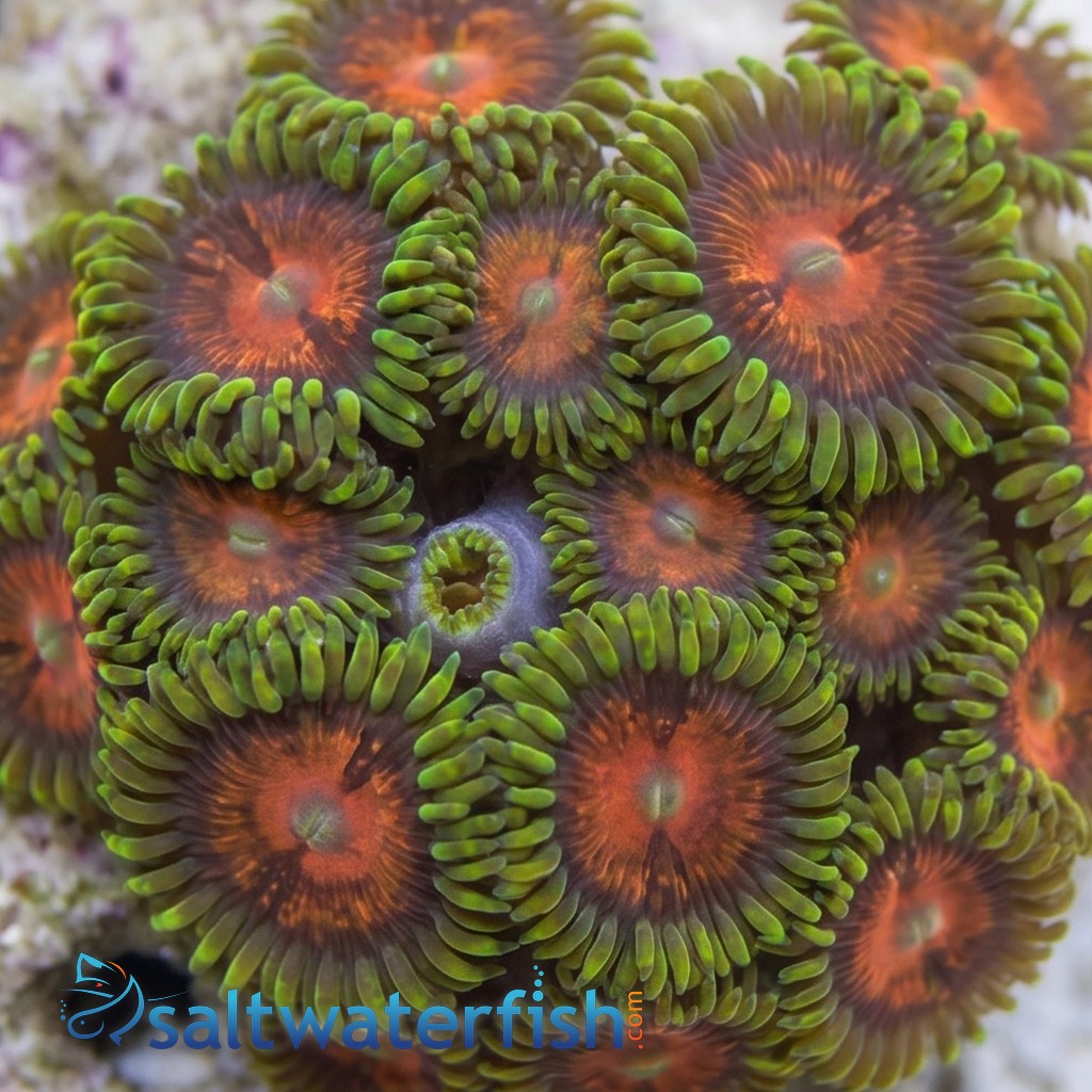 Zoanthid Krak Morph