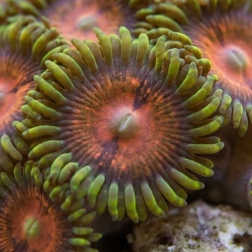 Zoanthid Krak Morph
